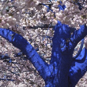 Volunteers Needed for The Blue Trees Volunteers Needed for The Blue Trees