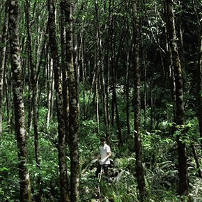 Black Forest: Call for Volunteers Black Forest: Call for Volunteers