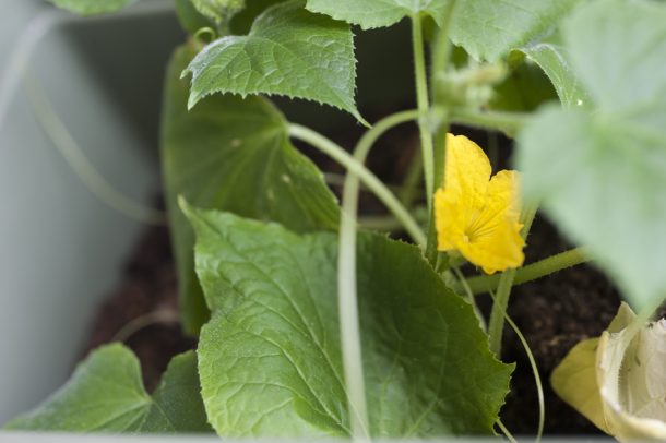 The seeds planted by Olisa and participants grew into plants. Photo by Tim Aguero Photography.