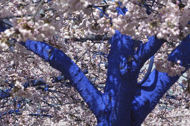 © Konstantin Dimopoulos,The Blue Trees: Trees in Blossom, Vancouver Biennale 2011: City of Port Moody, Canada, Photo by: Manfred Kraus Photography