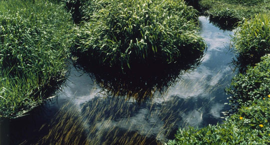 Soos Creek May 11, 1985 © Johsel Namkung 1985, Courtesy of the artist’s estate