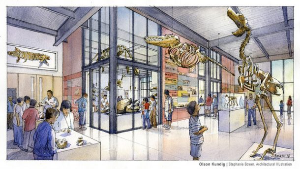 Architectural rendering showing the paleontology collections space in the New Burke. Illustration: Olson Kundig, Stephanie Bower Architectural Illustration.