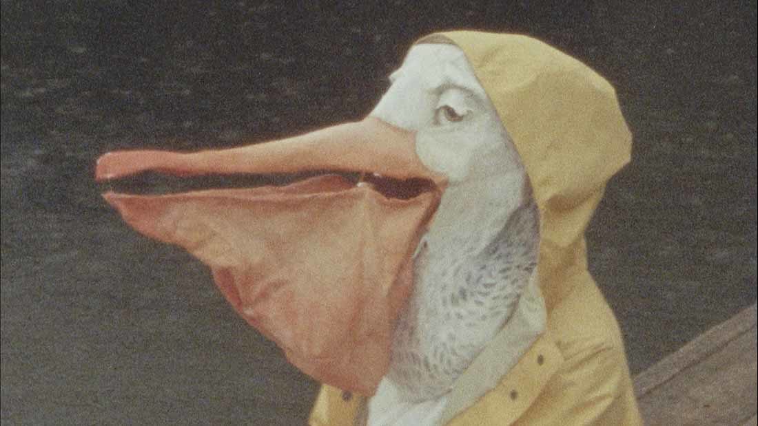 A pelican wears a yellow rain coat and stares out past the end of the frame. There is a deep grey background.