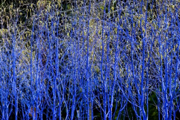 Featured image for The Blue Trees