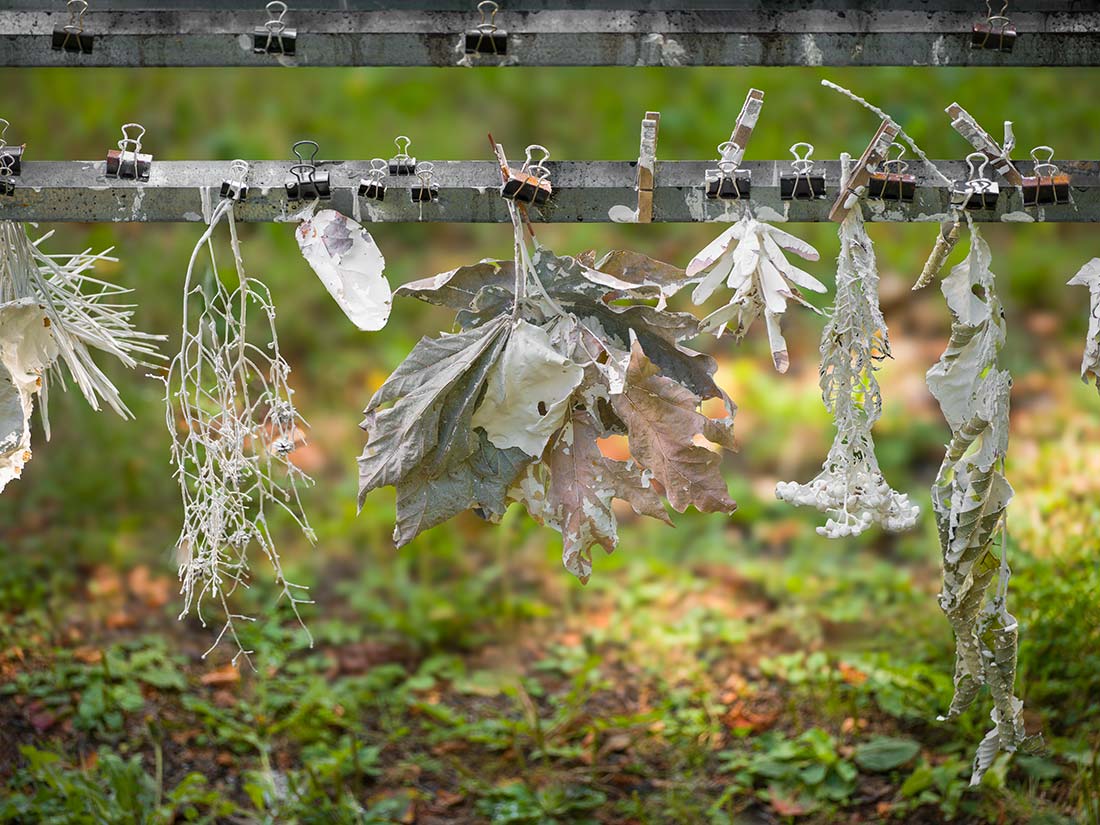 Leaves, twigs, and a plastic bottle coated in white material hang from metal rods outdoors, attached with binder clips and clothespins. The background is grassy and out of focus.